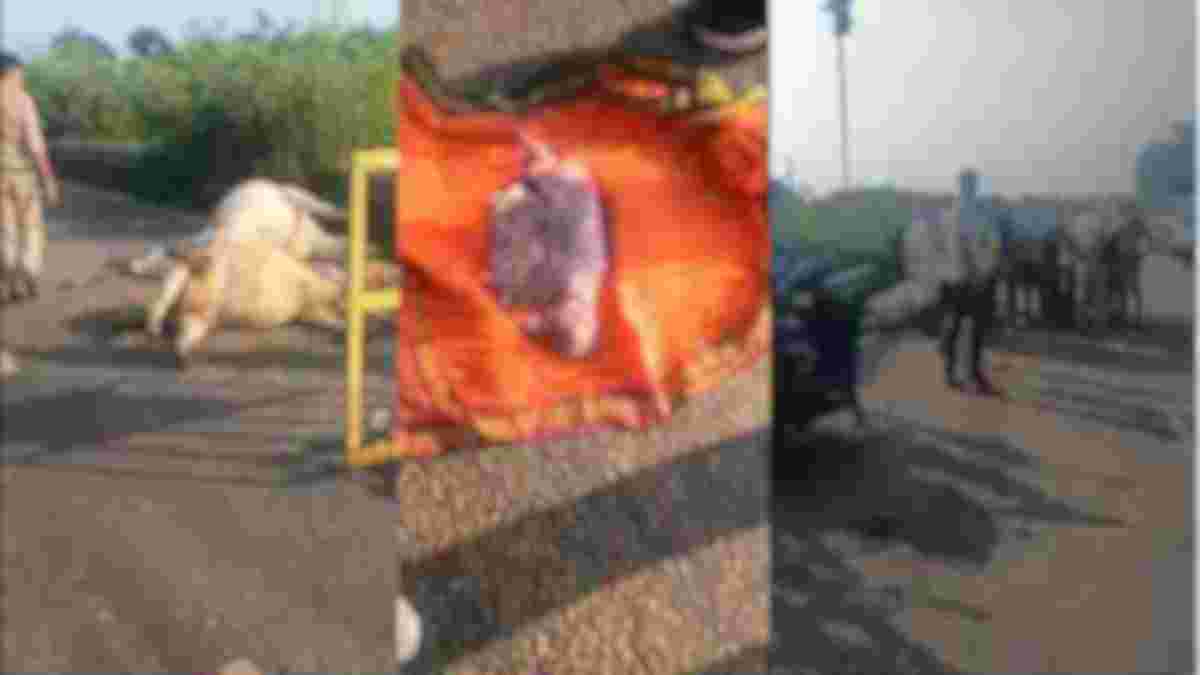हाइवे पर दर्दनाक हादसा: ट्रक ने गायों को कुचला, पेट फटने से गाय के बच्चे का भ्रूण बाहर निकला, गौसेवकों ने थाने में किया हंगामा