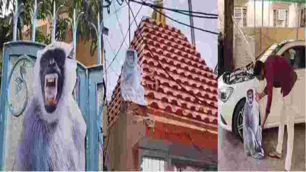 EXCLUSIVE: बंदर VS लंगूर! बंदरों के आतंक से छूटकारे का अनोखा तरीका, मंदिर, गेट, बालकनी पर लगाये कट आउट, 3D को ओरिजनल लंगूर समझ बंदर भागे