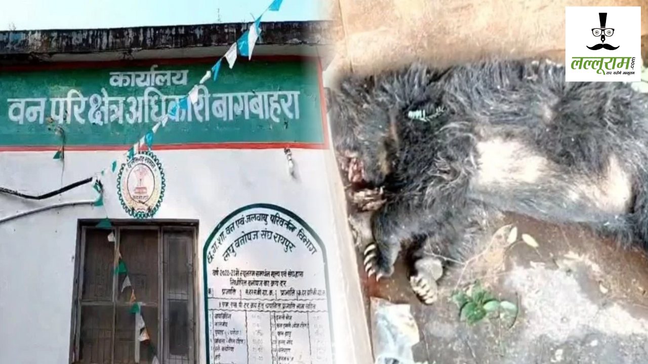 भालू की मौत मामले में 5 गिरफ्तार, 1 फरार : बिजली तार से पहले जंगली सूअर का किया था शिकार, चपेट में आने से भालू की हुई थी मौत