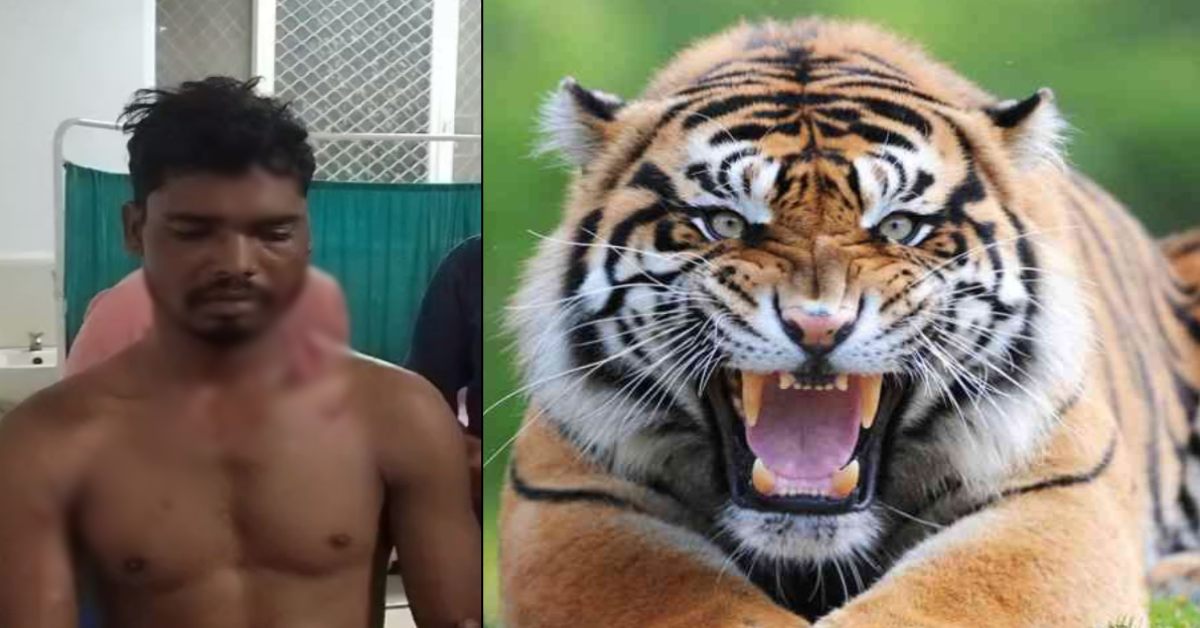 Chhindwara Tiger Attack: खेत से लौटते समय बाघ ने मारा झपटा, सिर-कंधे में आई गंभीर चोट, अस्पताल में इलाज जारी