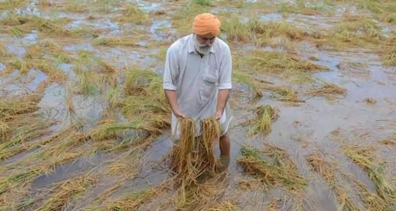 बाढ़ पीड़ित किसानों के लिए बड़ी राहत, मुख्यमंत्री देगी अब खेती के लिए उन्नत बीज