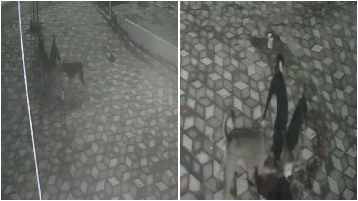 जिंदा बछिया का शिकार: 5 कुत्तों ने नोच-नोच कर खाया, CCTV में कैद हुआ दिल दहला देने वाला मंजर 