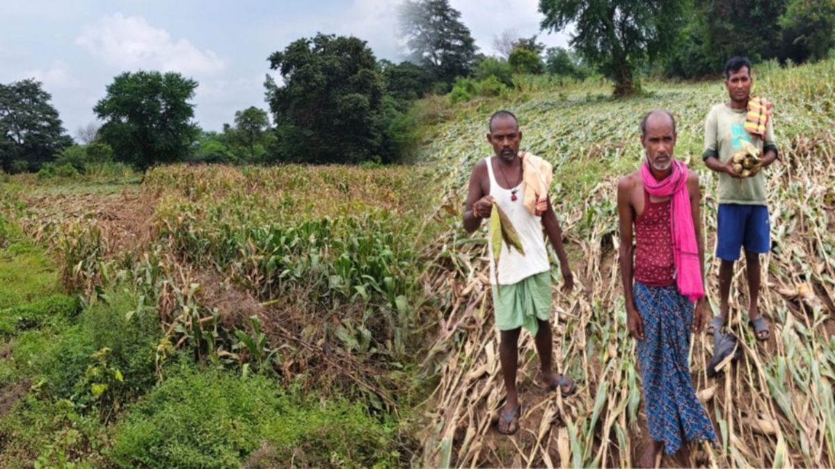 CG News : बाढ़ से लाखों की मक्का फसल बर्बाद, अब किसानों को सता रही कर्ज चुकाने की चिंता, प्रशासन से की मुआवजे की मांग