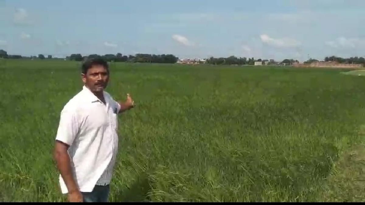 किसान क्यों छोड़ रहे है गोविंद भोग चावल की खेती, अयोध्या में भगवान राम को इसी चावल से अर्पित होता है भोग