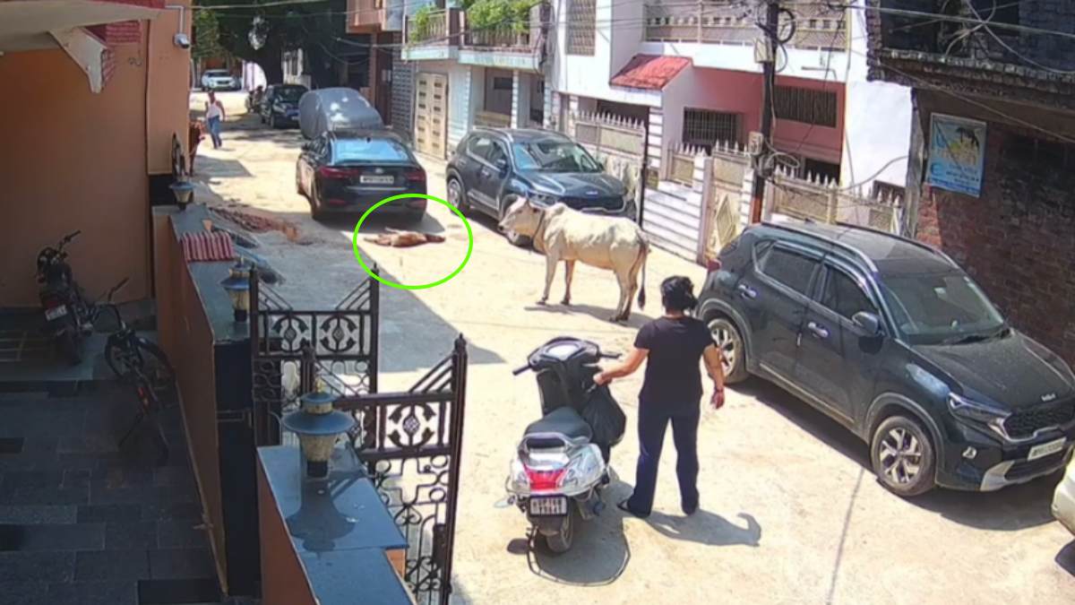 ग्वालियर में कार सवार ने बछड़े को रौंदा, मां के सामने तड़प-तड़प कर तोड़ा दम, Video देख दहल उठेगा दिल