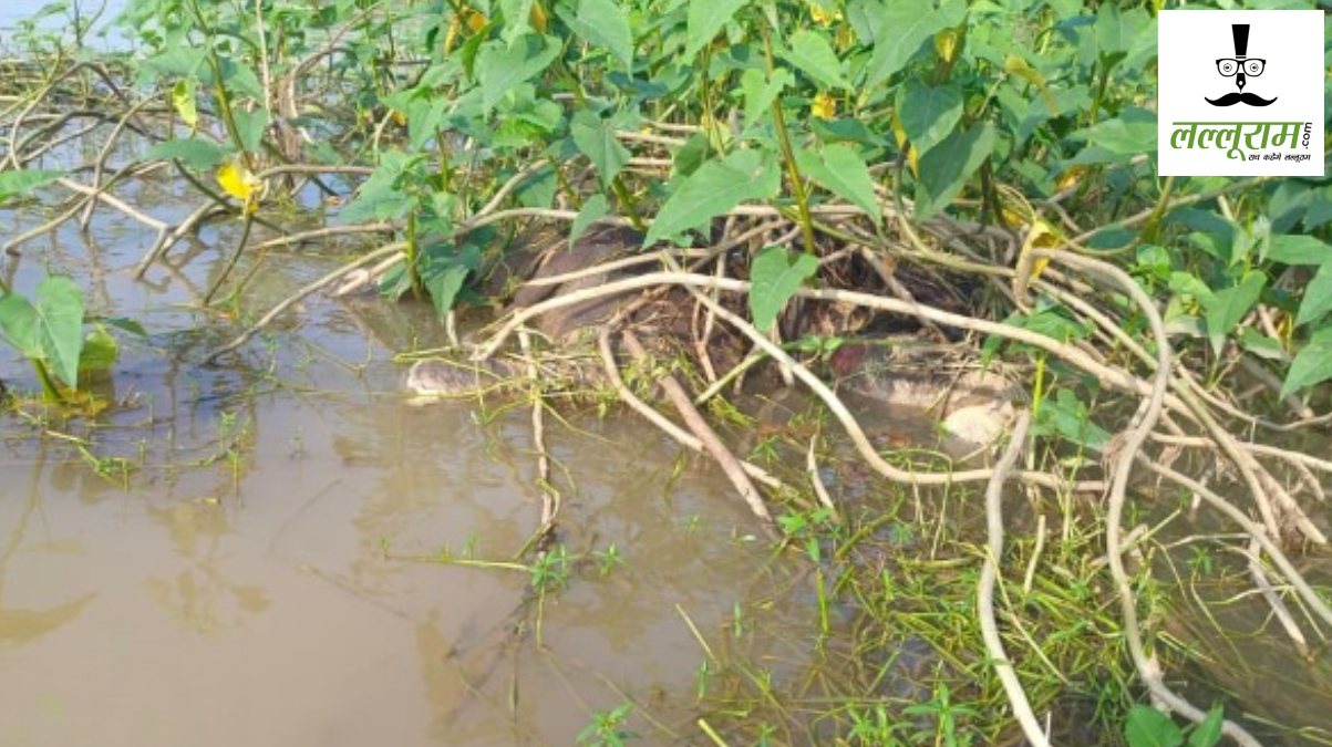 CG News : नदी पार करने के दौरान बहा हाथी का बच्चा, झाड़ी में फंसी मिली लाश
