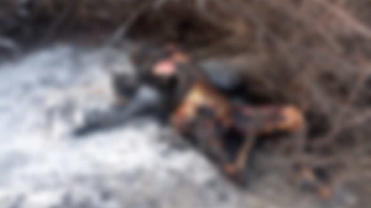 सड़क किनारे महिला की जली हुई लाश मिलने से सनसनी: नहीं हो सकी पहचान, जांच में जुटी पुलिस 