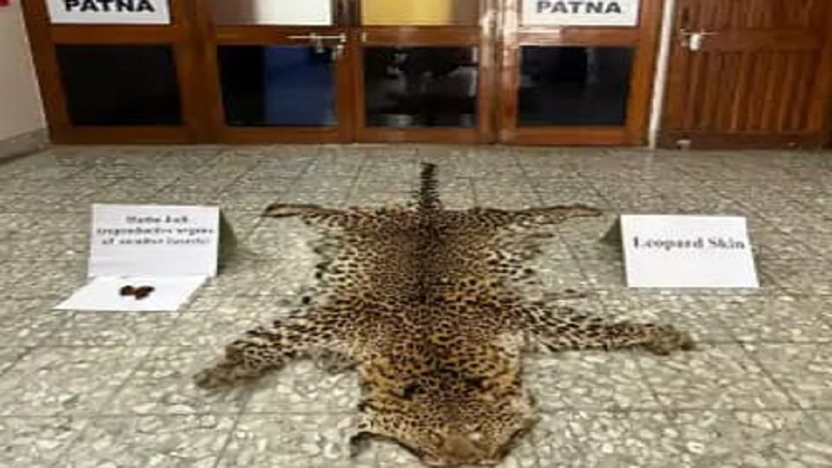 पटना में DRI की बड़ी कार्रवाई, तेंदुए की खाल और ‘हत्थाजोड़ि’ के साथ दो तस्कर साधु के भेष में गिरफ्तार