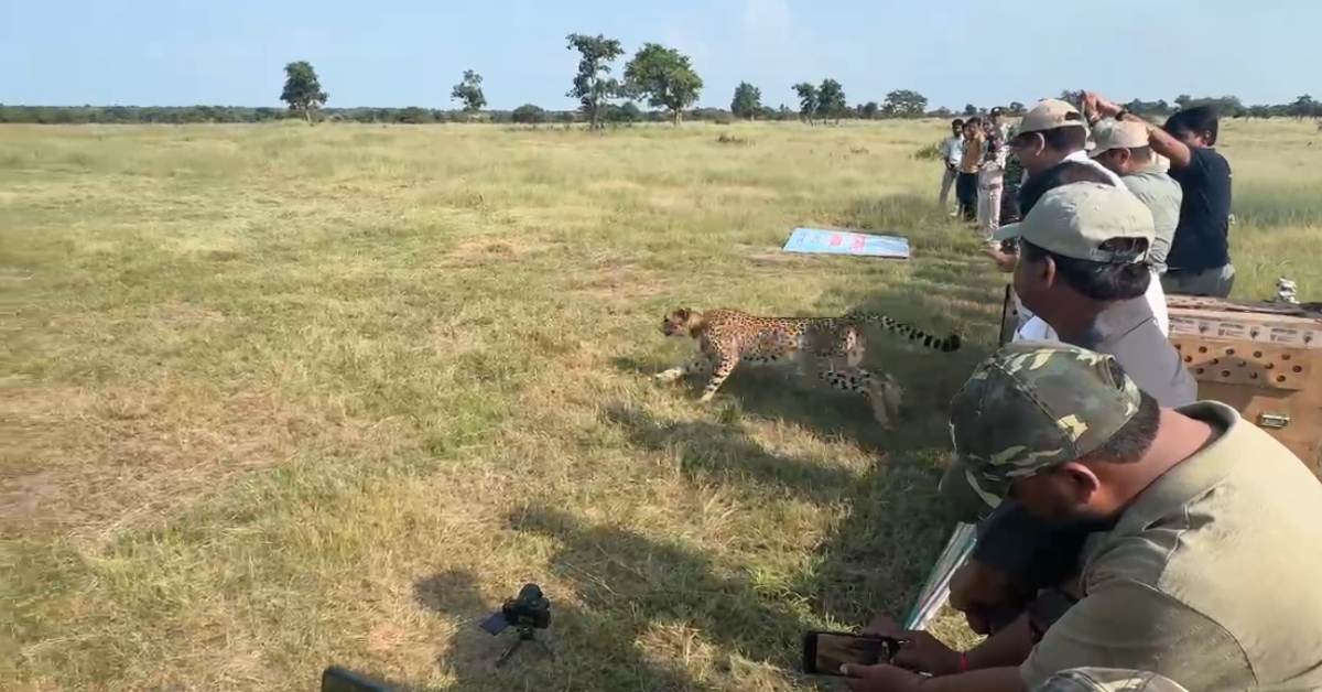 चीतों का बढ़ेगा कुनबा: मादा चीता ‘धीरा’ को Kuno से गांधीसागर वन अभ्यारण में किया शिफ्ट, 5 माह पहले छोड़े गए थे दो नर चीते