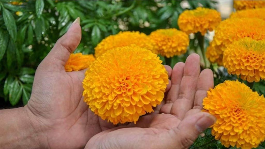 Marigold Flower Vastu Tips