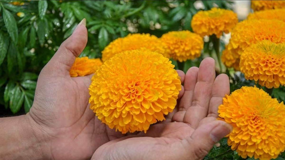 Marigold Flower Vastu Tips: घर में लगाएं गेंदे का पौधा, मिलेगी खुशहाली और दूर होंगी नकारात्मक शक्तियां