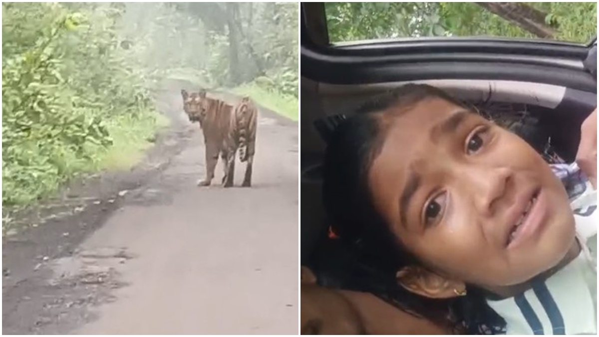 सड़क पर चहलकदमी करते दिखा खूंखार बाघ: टाइगर को सामने देख सहमा कार सवार परिवार, डर से रोने लगी बच्ची, Video वायरल   