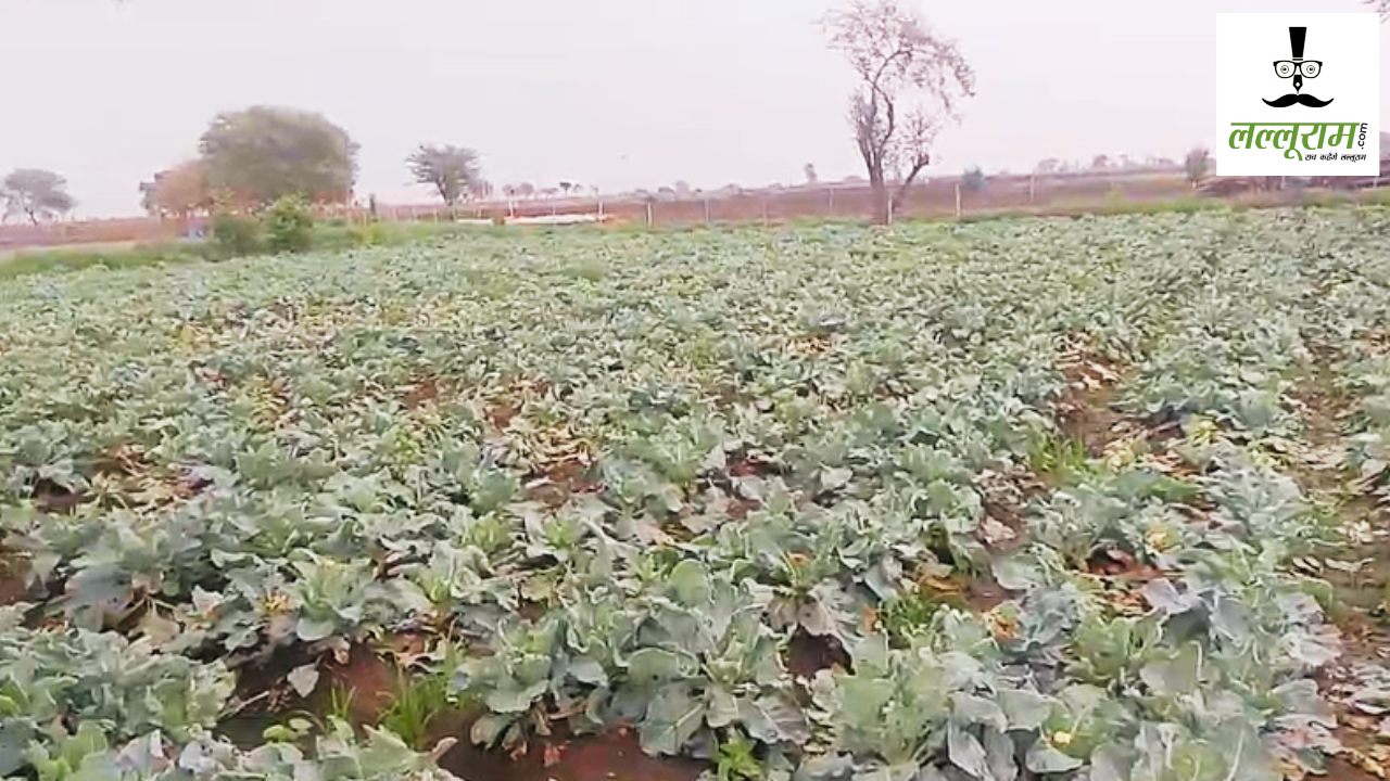 एक्सपायरी बीज से किसानों की फसल खराब : 80-90 हजार की लागत… लेकिन 50 हजार के मुआवजे से हैं नाराज, 3 महीने बाद भी काट रहे चक्कर 