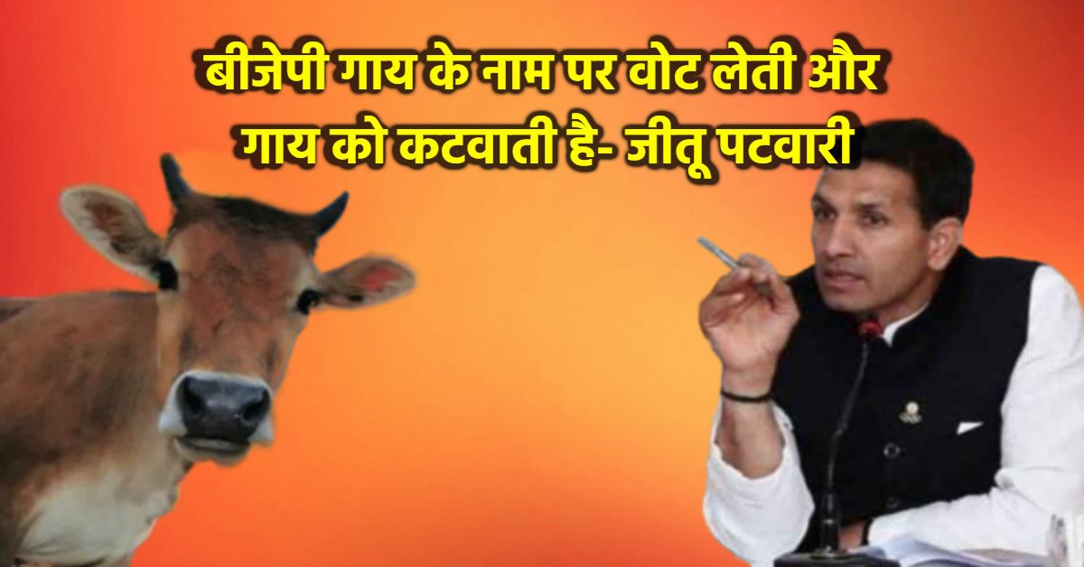 ‘गोमांस के एक्सपोर्ट पर GST शून्य’, PCC चीफ का गंभीर आरोप, कहा- गाय कटवाना चाहती है सरकार, राजमाता का दर्जा देने की मांग