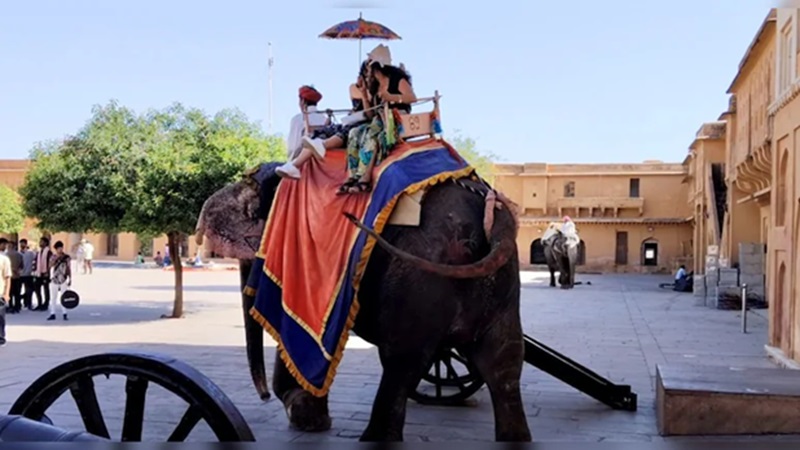 Rajasthan News: आमेर महल में हाथी सवारी बंद, जानें कब तक करना होगा इंतजार