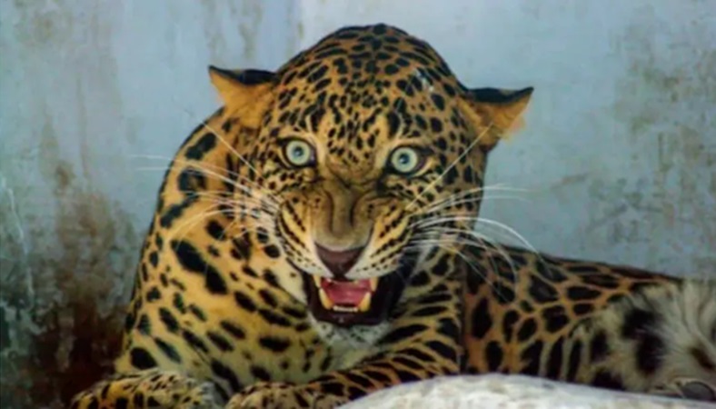 Rajasthan Leopard Attack: सिरोही में तेंदुए का इंसान पर पहला हमला, 12 साल की बच्ची की मौत, गांव में दहशत