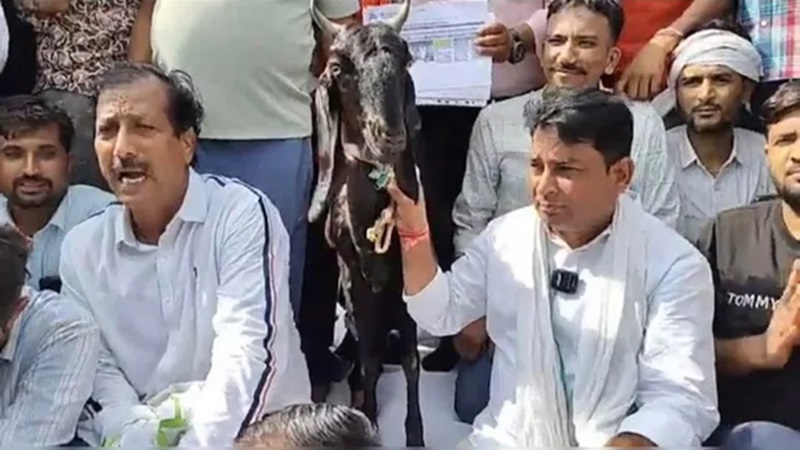 Rajasthan News: बकरियां बनीं सरकार के लिए सिरदर्द, नरेश मीणा के अनशन में पहुंचीं जयपुर, जानें क्या है मामला