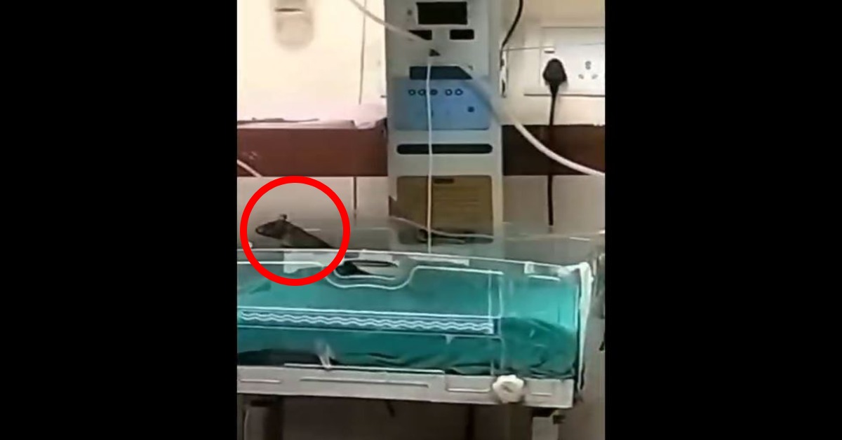 चूहों ने दो नवजात शिशुओं के हाथ कुतरे: डॉक्टर समझते रहे इन्फेक्शन, MY अस्पताल की बड़ी लापरवाही आई सामने