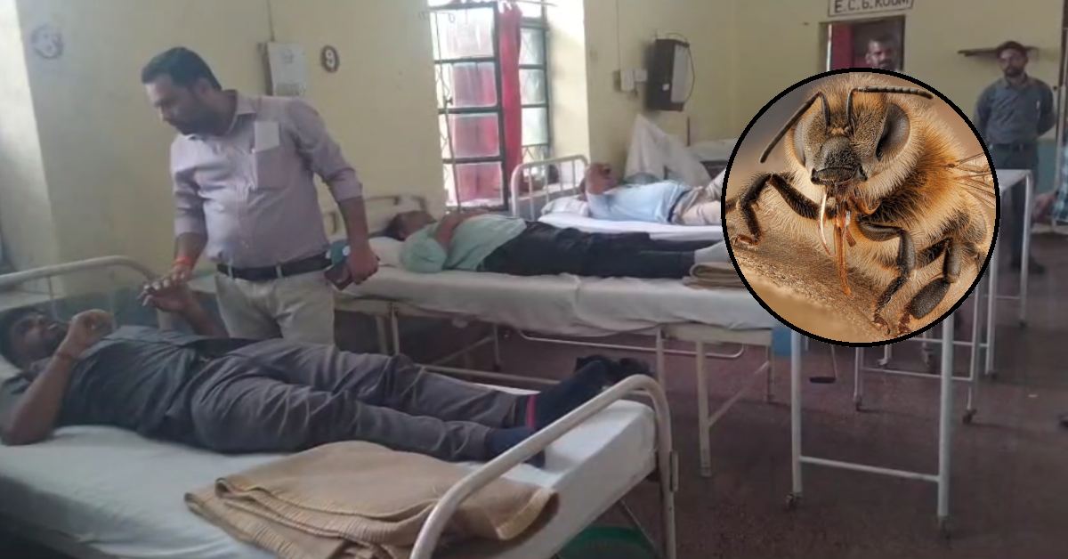 बीना में मधुमक्खियों का हमला: 7 रेल कर्मचारियों की हालत गंभीर, 2 भोपाल रेफर