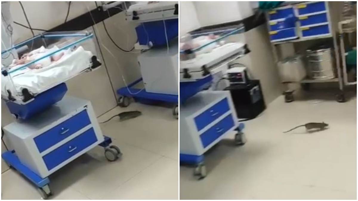शिवपुरी मेडिकल कॉलेज के SNCU वार्ड में चूहों का आतंक: वायरल Video ने उजागर की लापरवाही, नवजातों की सुरक्षा पर सवाल