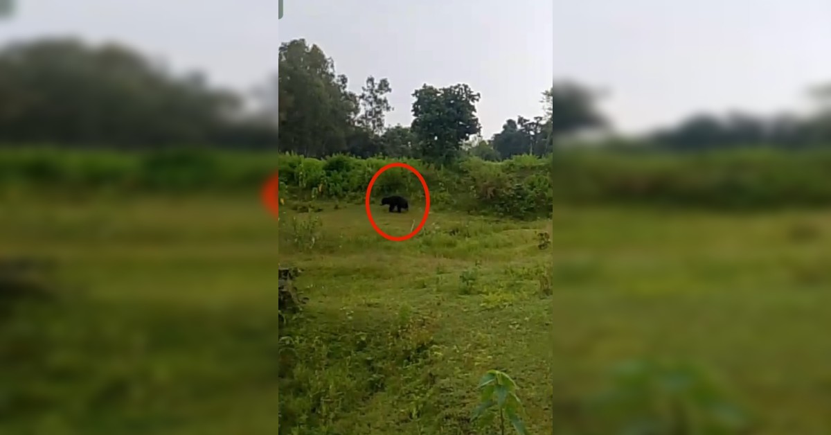 शहडोल के रिहायशी इलाके में भालू की एंट्री: सड़क पार करते दिखा जंगली मेहमान, ग्रामीणों में दहशत