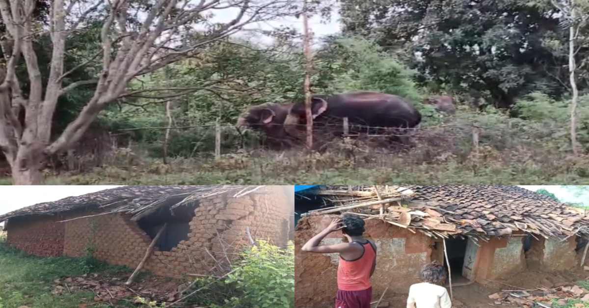 शहडोल के ग्रामीण इलाकों में हाथियों का तांडव: कई मकानों को किया ध्वस्त, दहेज का सामान और फसलें बर्बाद
