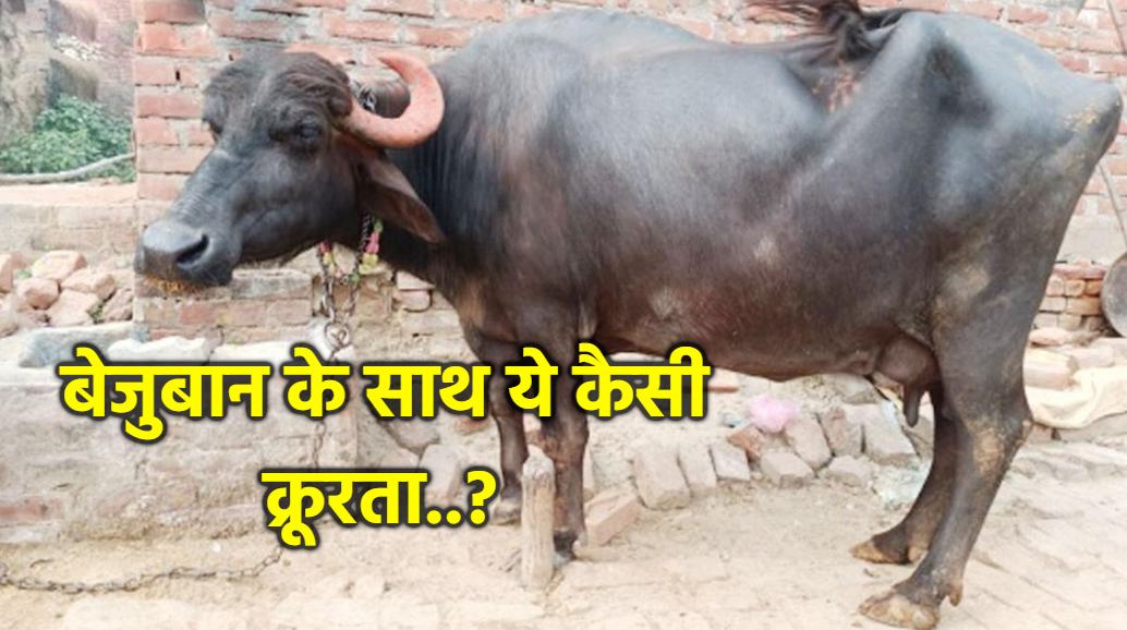 MP में क्रूरता की हदें पार: पिता और बेटों ने मिलकर बेजुबान पर ढाया कहर, सींग पकड़े और एक-एक कर 12 भैंसों के काट दिए थन