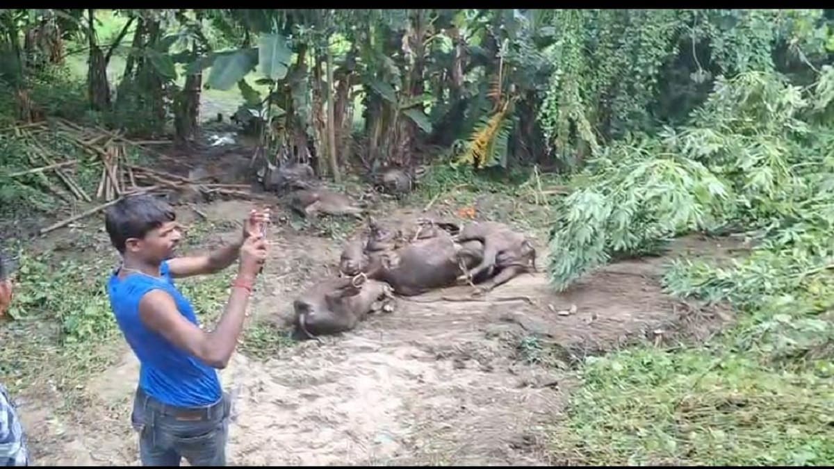 सुपौल में हादसा, दो दर्जन से ज्यादा मवेशियों की मौत, पुलिस पर उठे सवाल , ड्राइवर भी हुआ घायल
