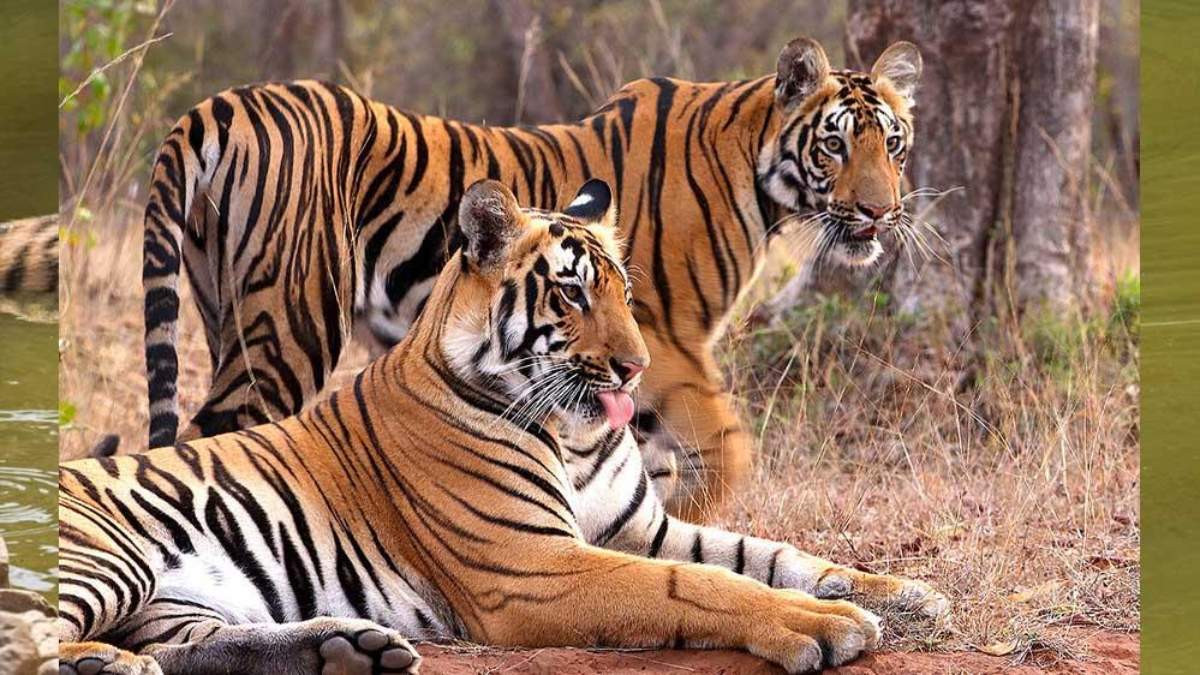 MP Tigers: छत्तीसगढ़, राजस्थान और ओडिशा में दहाड़ेंगे मध्य प्रदेश के बाघ, करीब दर्जन भर बाघों की ट्रांसलोकेशन की तैयारी तेज, अफसरों को दी जाएगी ट्रेनिंग