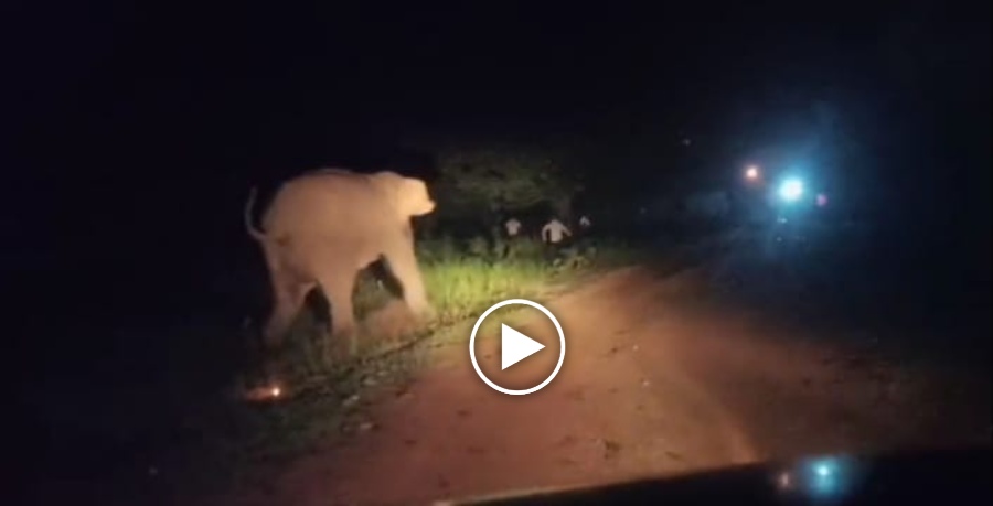 OMG : गुस्साए हाथी ने दौड़कर युवक को सूंड से पकड़कर पटका, कुचलने से पहले पहुंचे देवदूत, देखें Video …