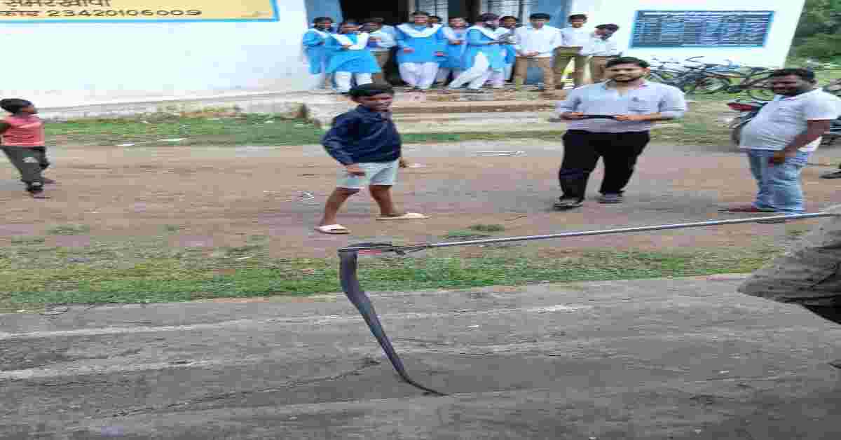 पीएम श्री स्कूल के ICT लैब में निकला किंग कोबराः मची अफरा- तफरी, स्कूल परिसर में कराया दवा का छिड़काव