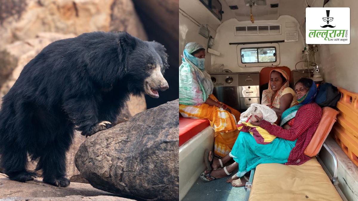 जंगल में लकड़ी लेने गई महिला पर अचानक भालू और उसके शावकों ने किया हमला, इलाके में डर का माहौल
