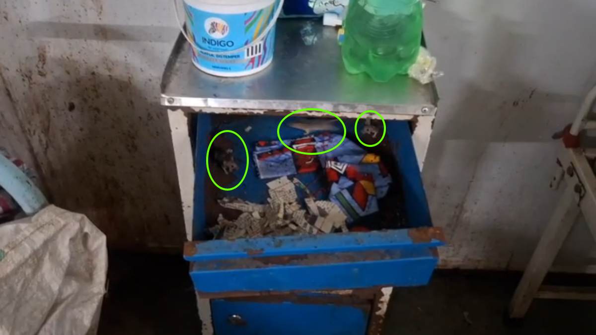 छतरपुर जिला अस्पताल में चूहों का आतंक: प्रसूता वार्ड में मचा रहे उत्पात, बच्चों को आंचल में छुपा रही महिलाएं