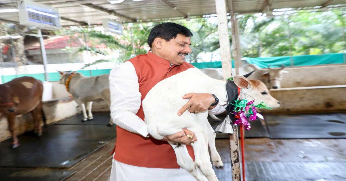 महालक्ष्मी व्रत पूजन के दिन आई ‘लक्ष्मी’: मुख्यमंत्री निवास की गौशाला में बछिया का जन्म, CM डॉ मोहन ने तिलक लगाकर किया स्वागत, रखा ये नाम…