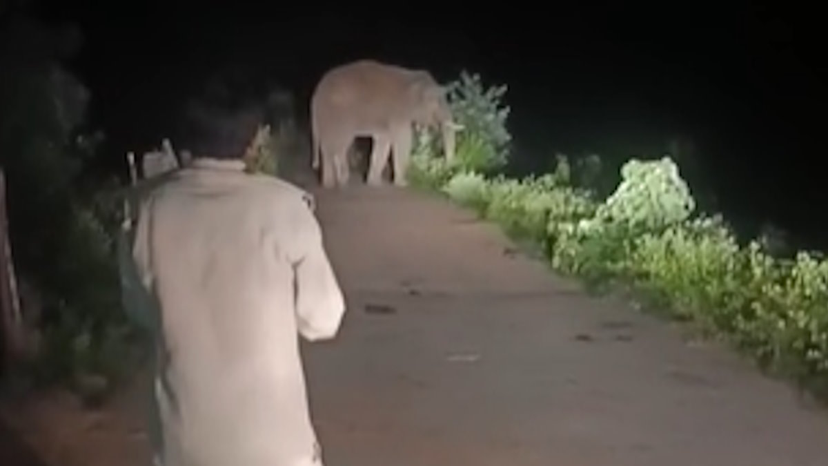 दंतैल ने बस्ती में घुसकर तोड़े मकान-दुकान, दहशतजदा ग्रामीणों को दौड़ाया, लोगों ने छत पर चढ़कर बचाई जान