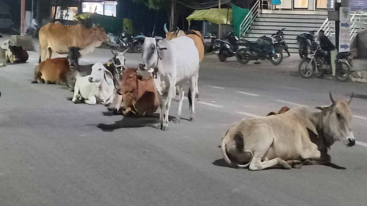 आवारा पशुओं की धरपकड़ अभियान : हाईकोर्ट के आदेश के बाद जागा प्रशासन, अब तक 2319 आवारा पशुओं को पकड़कर भेजा गोठान