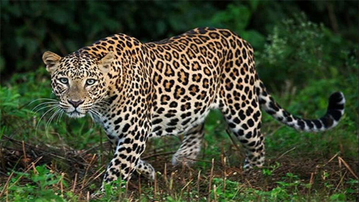 राजस्थान: मंदिर में दर्शन कर रहे थे श्रद्धालु, तभी आ गया तेंदुआ… अटकी सांसें!