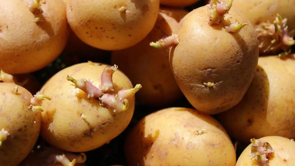 Sprouted Potato Health Risks