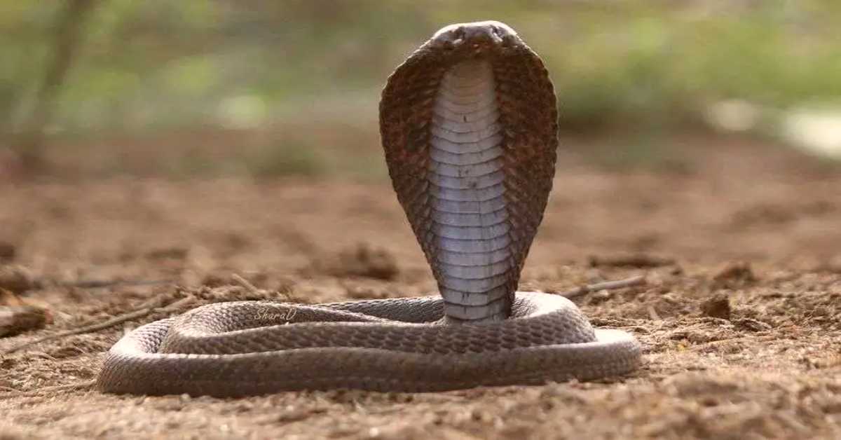 बिस्तर पर आई ‘मौत’: चरपाई पर सो रही दादी-पोती को सांप ने डसा, दोनों की थमी सांसें