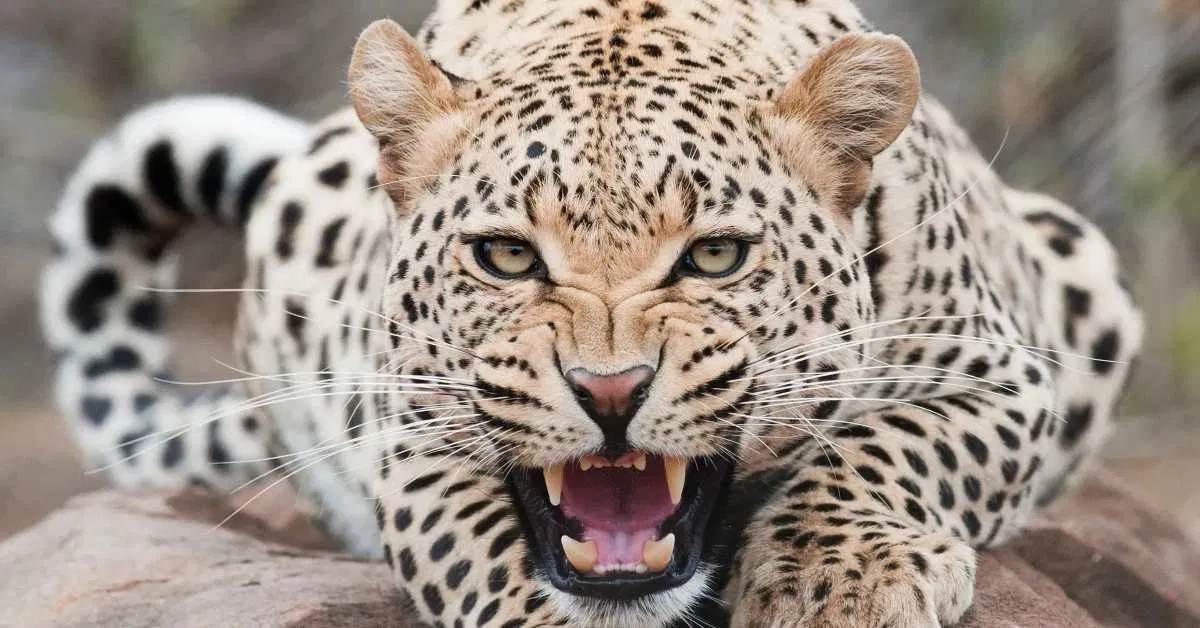 जरा संभलकर मौत मंडरा रही है! मां के सामने 8 साल के बच्चे को उठा ले गया तेंदुआ, 10 दिन में 3 शिकार कर चुका है आदमखोर