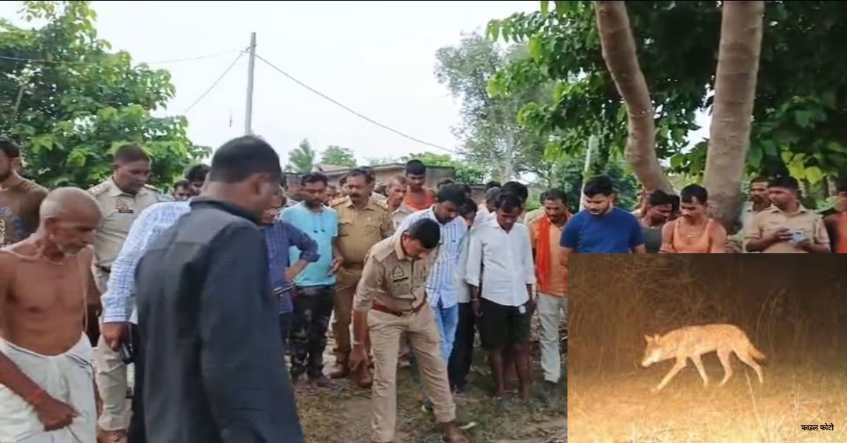 फिर लौटा आदमखोर! भेड़िए ने फिर से दी आमद, 3 महीने की बच्ची की मौत, क्षेत्र में डर का माहौल, वन विभाग अलर्ट