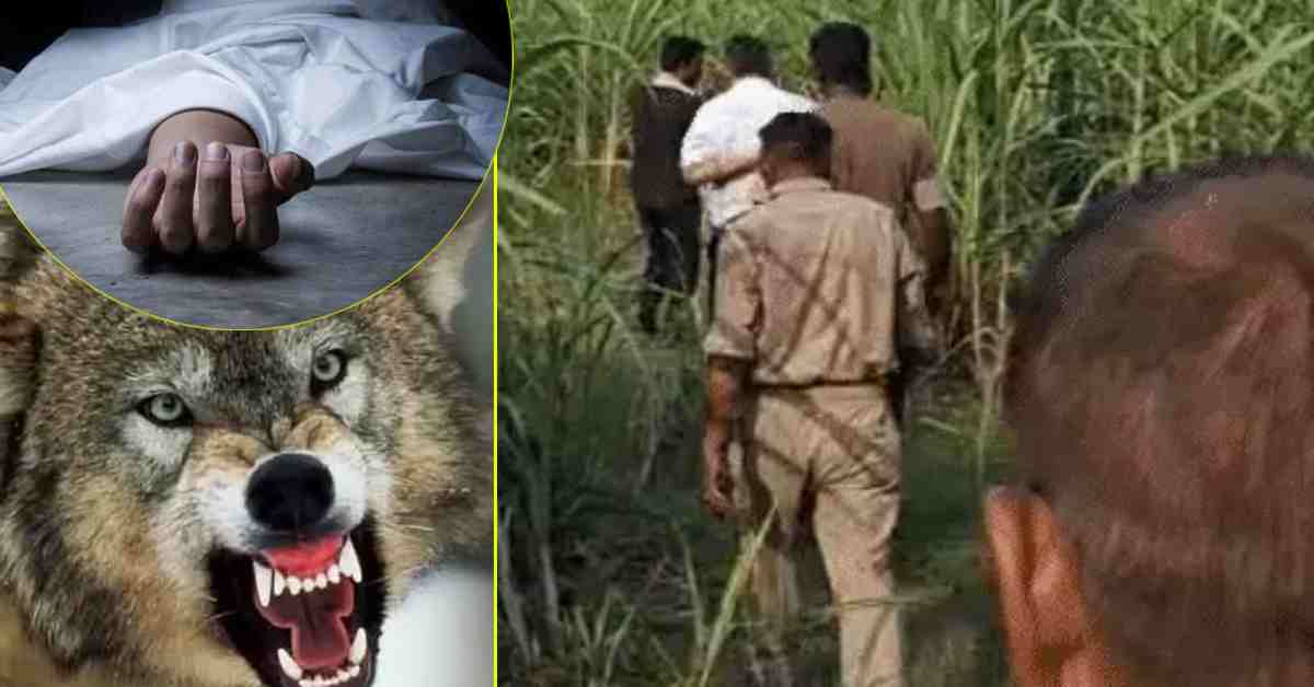एक पैर गायब और… बहराइच में भेड़िए का आतंक, खाना खा रही बच्ची को उठा ले गया, सुबह मिली लाश