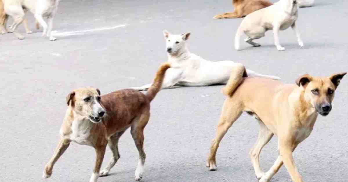 नहीं चलेगी कुत्तों की आवारागर्दी: दो बार काटने पर होगी उम्रकैद, योगी सरकार ने जारी किया आदेश