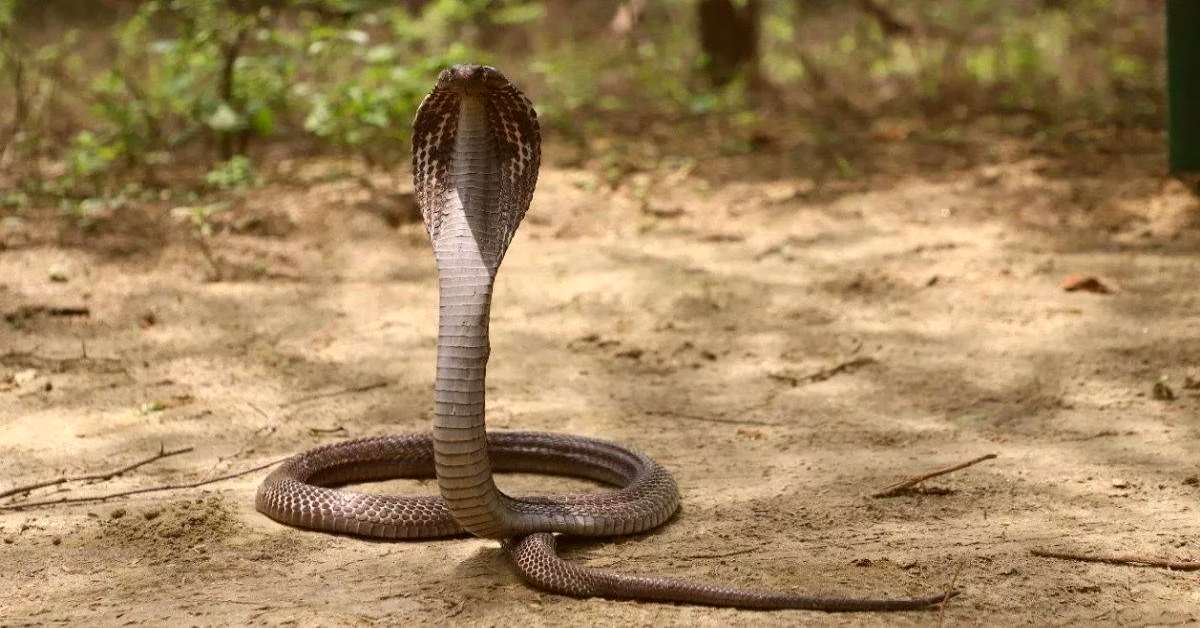 अस्पताल में नजर आई ‘मौत’: ऑपरेशन थिएटर में मंडराता नजर आया सांप, मरीजों और स्टाफ में मची खलबली, फिर…