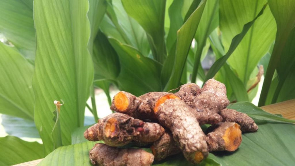 Health Benefits of Turmeric Leaves