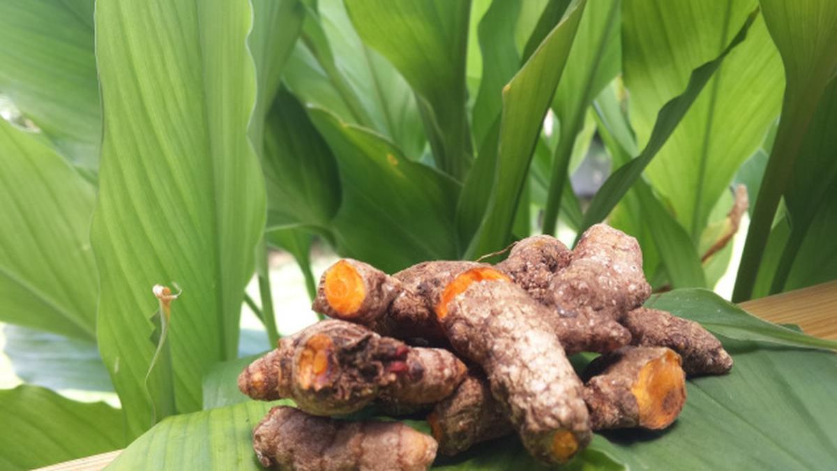 पाचन से इम्युनिटी तक, हल्दी की पत्तियां खाने के है अनगिनत फायदे, जानिए सेवन का सही तरीका और सावधानियां