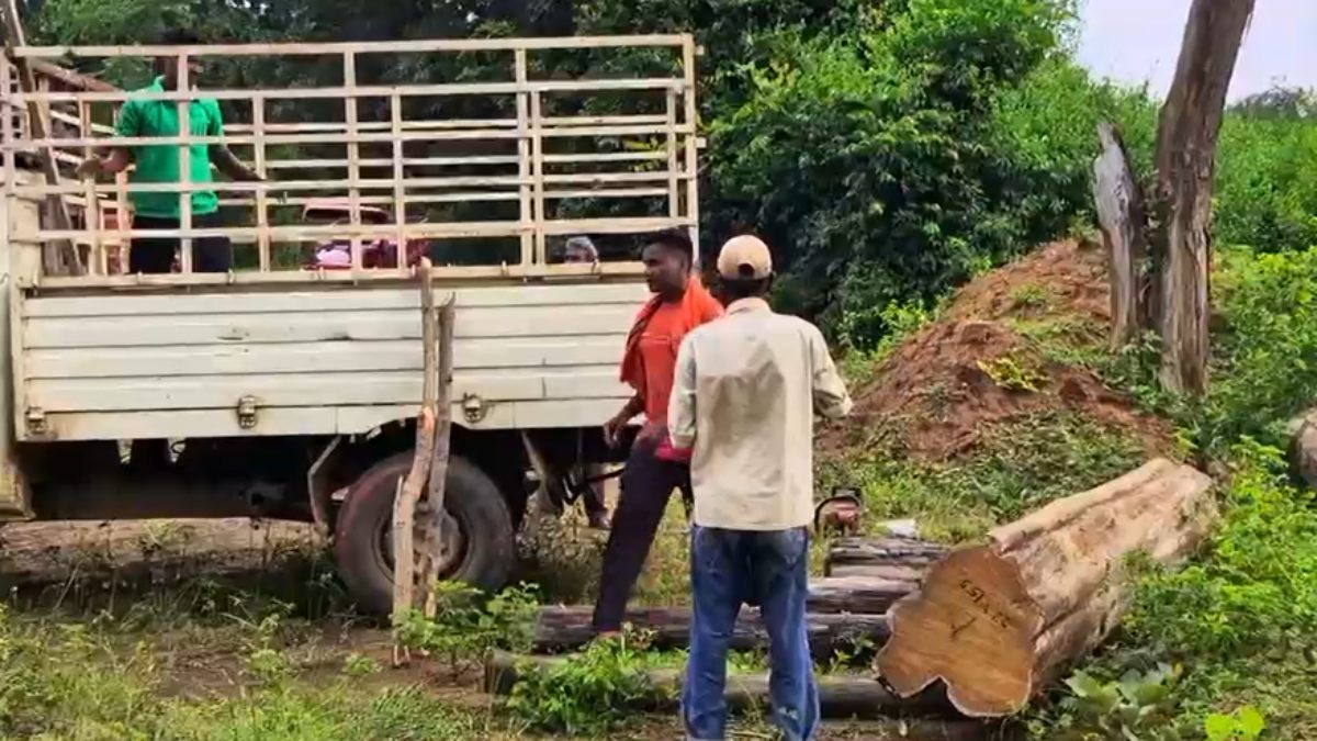 सागौन तस्करी का बड़ा खेल : आरोपों की आंच में वन विभाग, चुप्पी ने बढ़ाए सवाल