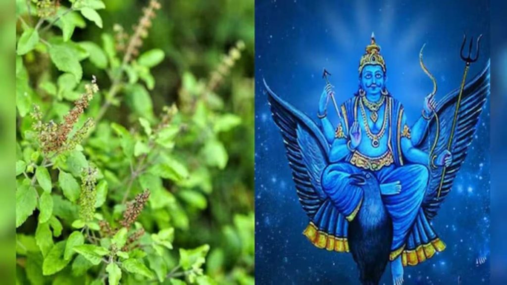 Tulsi Remedies for Shani Dosha
