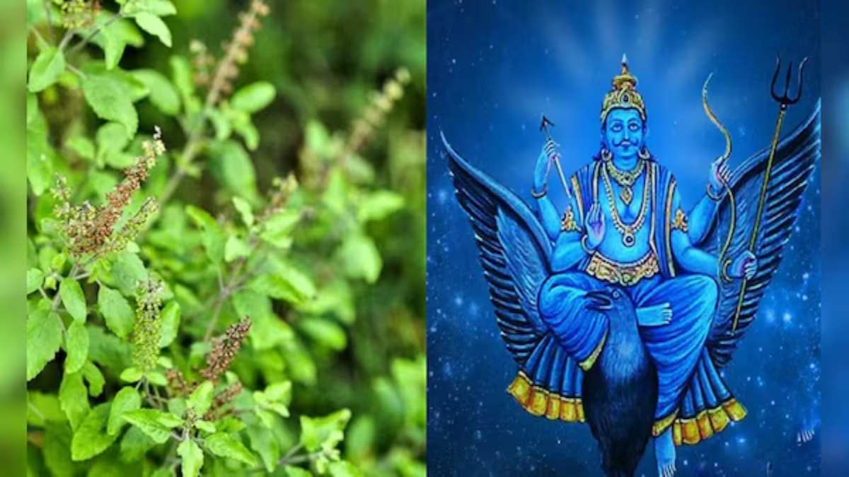 शनि-शुक्र के दोष मिटाएंगे तुलसी के ये चमत्कारी उपाय, घर में आएगी शांति और सकारात्मक ऊर्जा