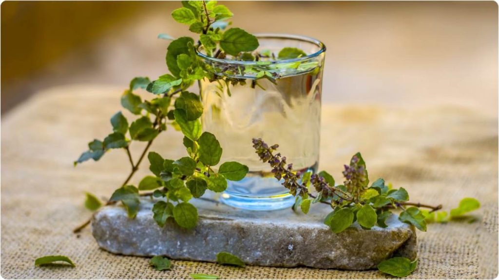 Tulsi water Health Benefits